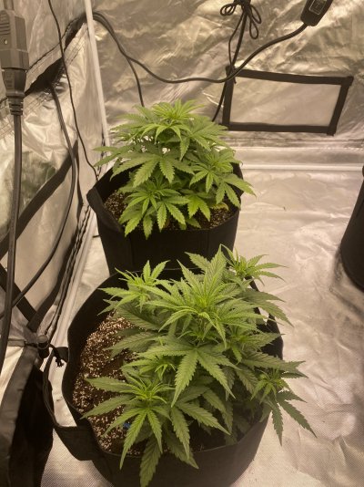 What’s happening to my girls?