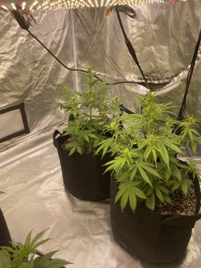 What’s happening to my girls?