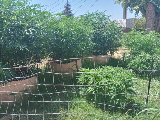 outdoor-june-29th-north-cali.jpg