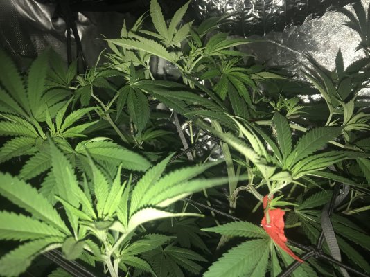 7 week critical purple “autos” not flowering. Switch to 12/12?
