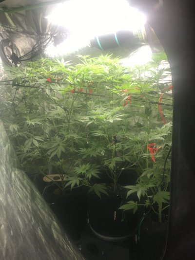 7 week critical purple “autos” not flowering. Switch to 12/12?