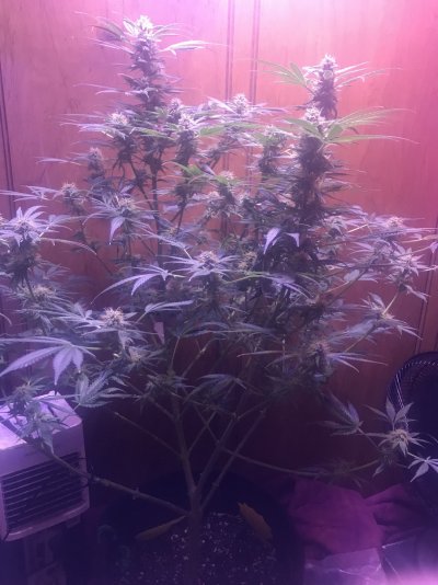 7 week critical purple “autos” not flowering. Switch to 12/12?