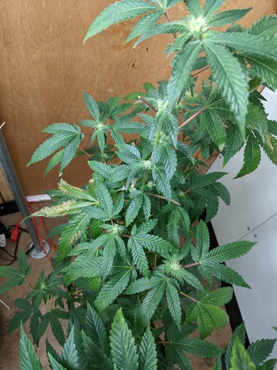 PXL_20210701_182020327.MP.jpg