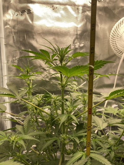 New grower
