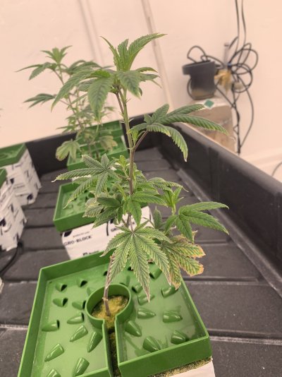 purple-stems--stressed-and-low-yield-plants-4.jpeg