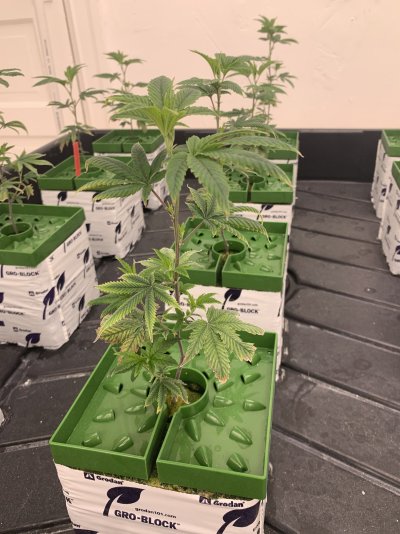 purple-stems--stressed-and-low-yield-plants-6.jpeg