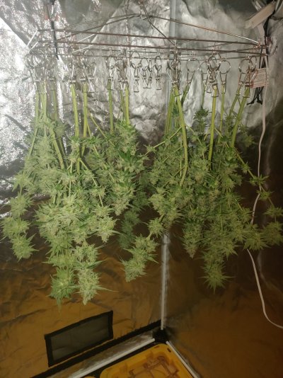 Chop Chop. It is Time to Dry