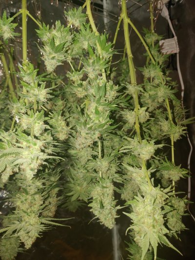 Chop Chop. It is Time to Dry