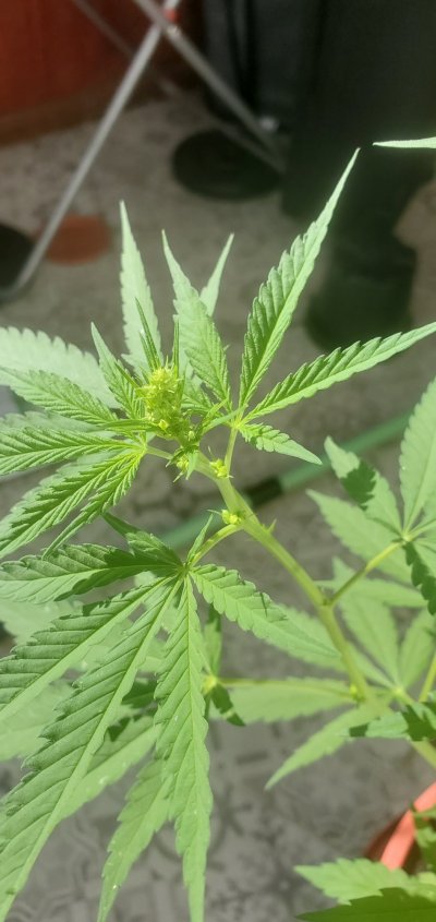male-female-or-hermie-thx.jpg