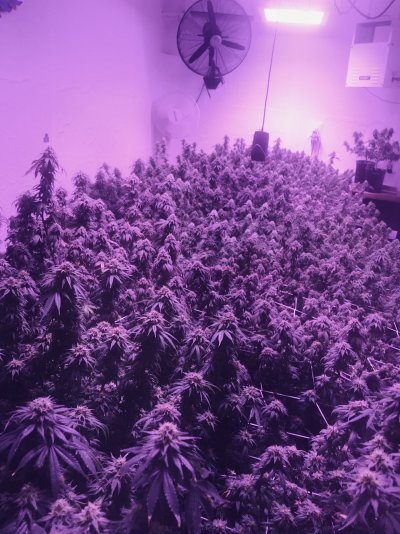 Lets see your week 5 buds