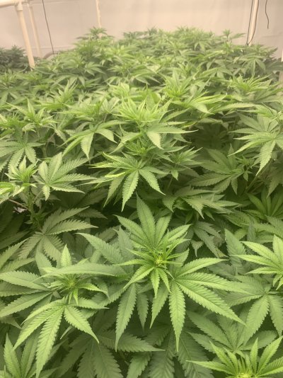 canopy-too-thick-does-anyone-defoliate-through-stretch-3.jpeg