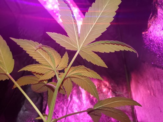 1st-grow---should-i-be-concerned-3.jpg
