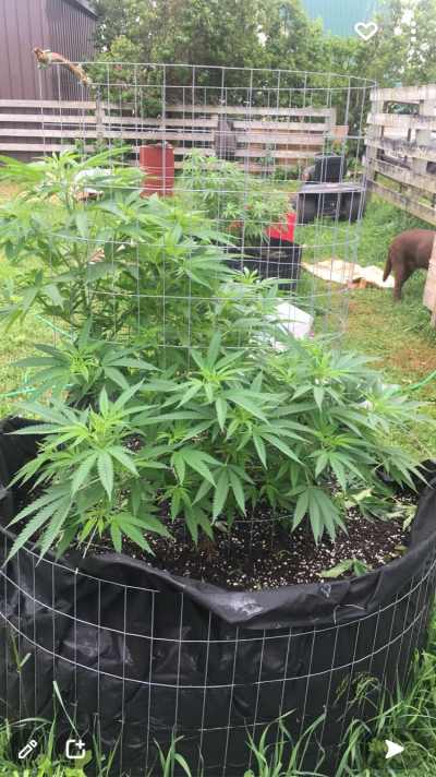 Let's see your 2021 Outdoor Plants!