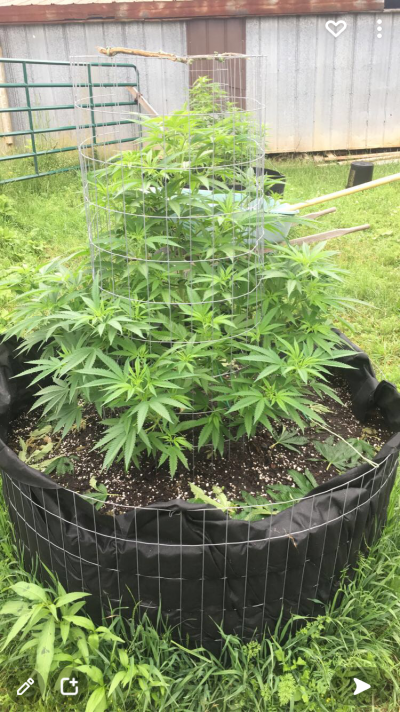 Let's see your 2021 Outdoor Plants!