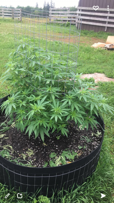 Let's see your 2021 Outdoor Plants!