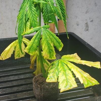 my-clones-are-turning-yellow.jpg