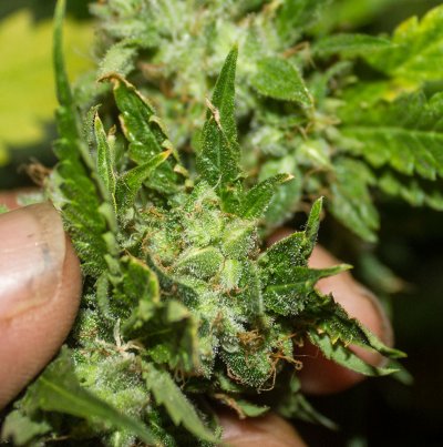 Pregnant G13 2-private.jpg
