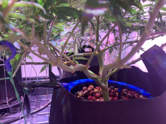 Posting up my current grow