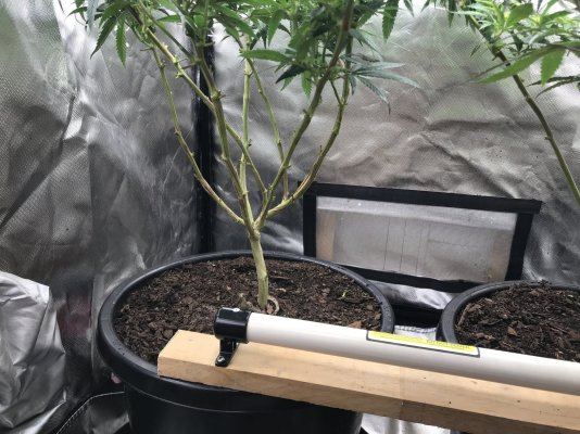 my-latest-grow-new-nutrients-for-hopefully-better-results.jpeg