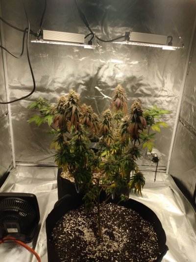 I feel like I should be giving these two more water at a time...500 ml every 3 days...any advice would be great...thanks