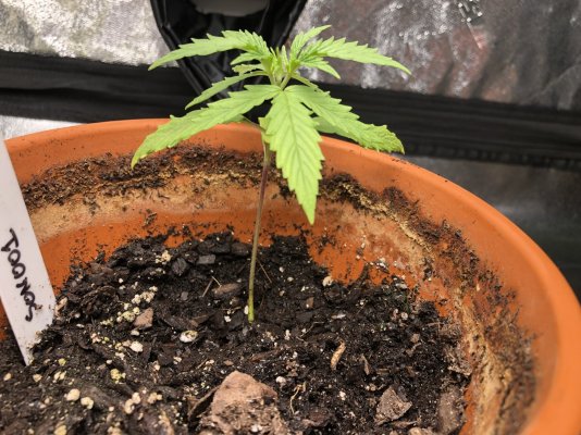 Could use some advice: How's this going?