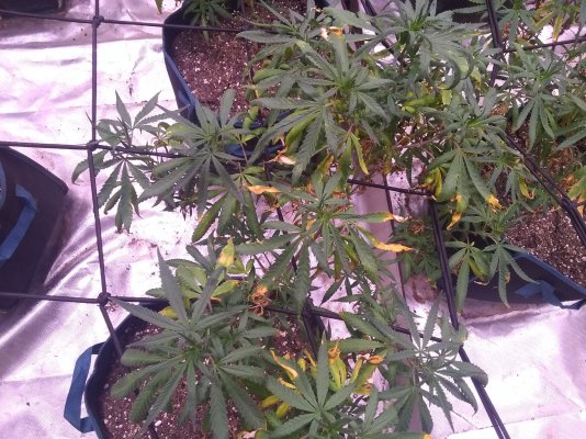 Overwatered? Second Grow In Soil.