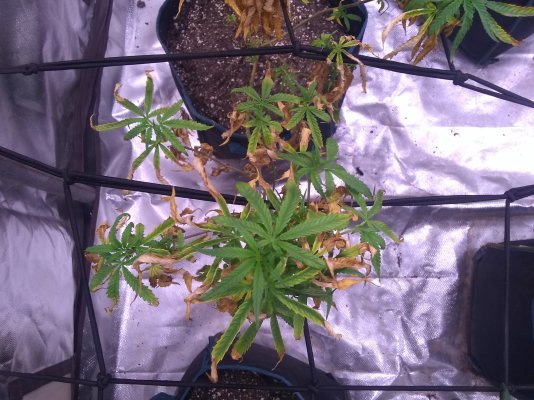 Overwatered? Second Grow In Soil.
