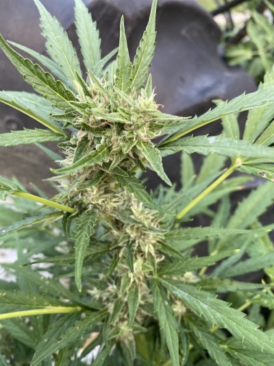 someone-please-help-me-confirm-that-this-is-ready-for-harvest-2.jpg