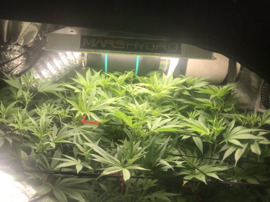 7 week critical purple “autos” not flowering. Switch to 12/12?