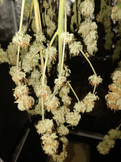 The Drying During the Storm---