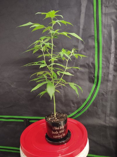 Let's see your frostiest Solo cup grows! (...perpetual...)