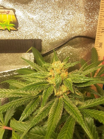 Some photos of my first grow in a 2x2x4