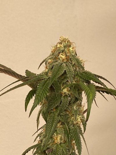 Need Help with sugar leaves