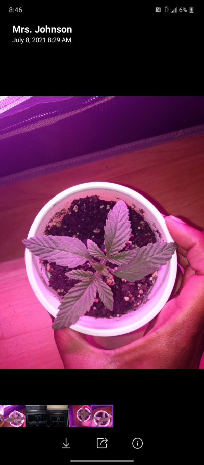 Twisting leaves?