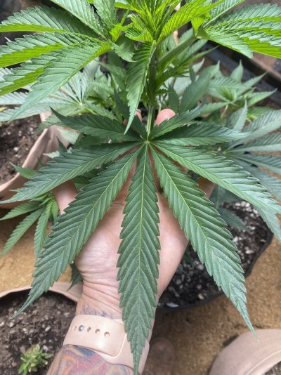 First time growing. Its been a ride!