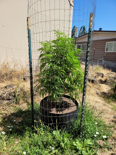 outdoor-nutrient-feeding-fox-farms.jpg
