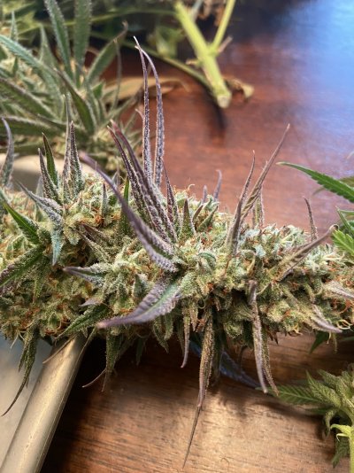 Let's See Your Frostiest Flowers