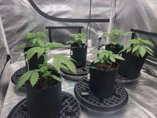 Schwer's First Grow Evah! Planning, Prep and Grow