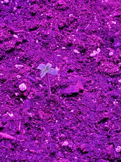 new-to-growing-seed-coat-stayed-on-and-i-was-unaware-3.jpg