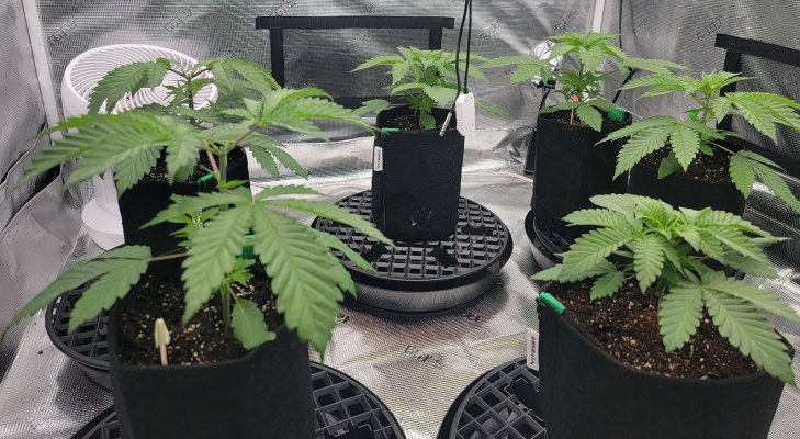 Schwer's First Grow Evah! Planning, Prep and Grow