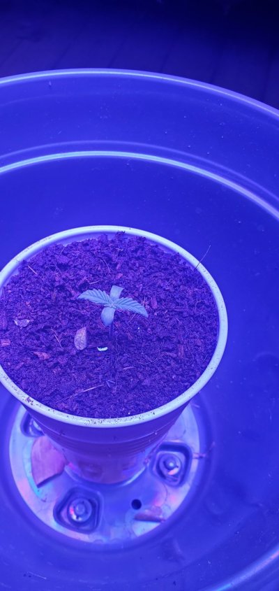 my-lonely-girl-critical-mass-grow.jpg