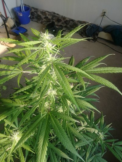 how-to-make-an-uncoopertive-auto-flower-3.jpg