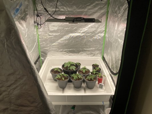 are-my-seedlings-not-well.jpeg