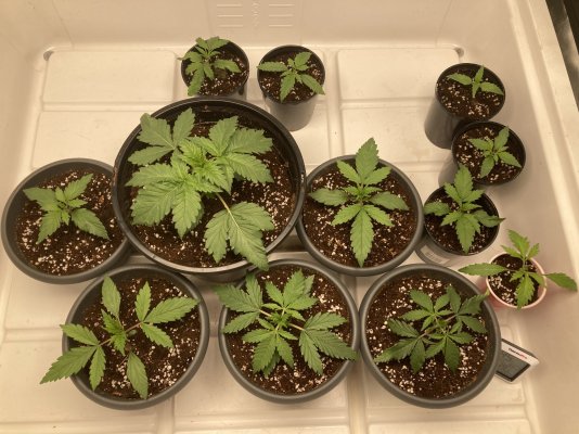 are-my-seedlings-not-well-2.jpeg