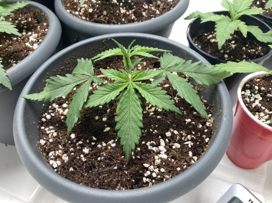 are-my-seedlings-not-well-3.jpeg
