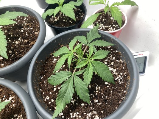 are-my-seedlings-not-well-4.jpeg