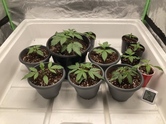 are-my-seedlings-not-well-5.jpeg