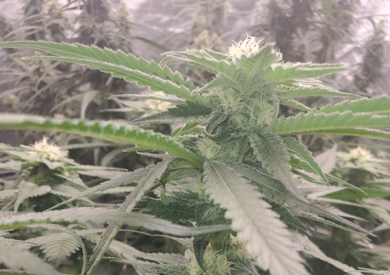 First Time Grow, looking to do it right.