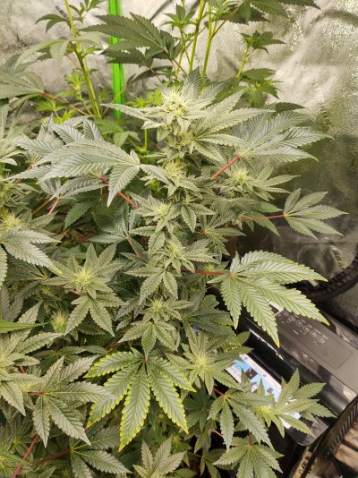 What's wrong with my lemon snow cone?