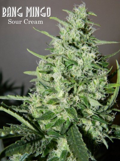 sourcream1.jpg